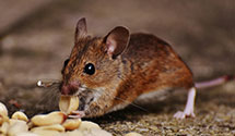 24 Hour & Emergency Exterminators in Woodbridge, VA